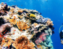 Reefs cheaper than concrete to protect coast cities
